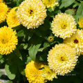 Wholesale Chinese hardy plant pot marigold flower seed